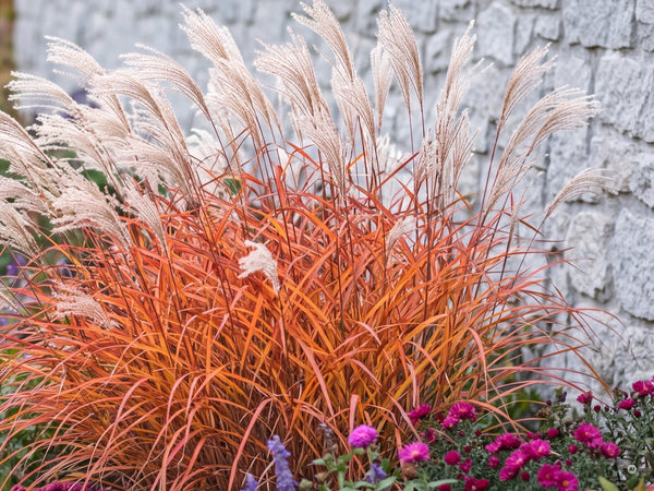 Flammen-Chinaschilf als Solitär vor einer hellen Natursteinmauer