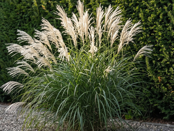 Chinaschilf 'Silberfeder' als Solitär vor einer dunklen Hecke