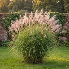 Chinaschilf (Miscanthus sinensis), dichter Horst mit silbrig-rosa Rispen als Solitär im Rasen vor einer Backsteinmauer