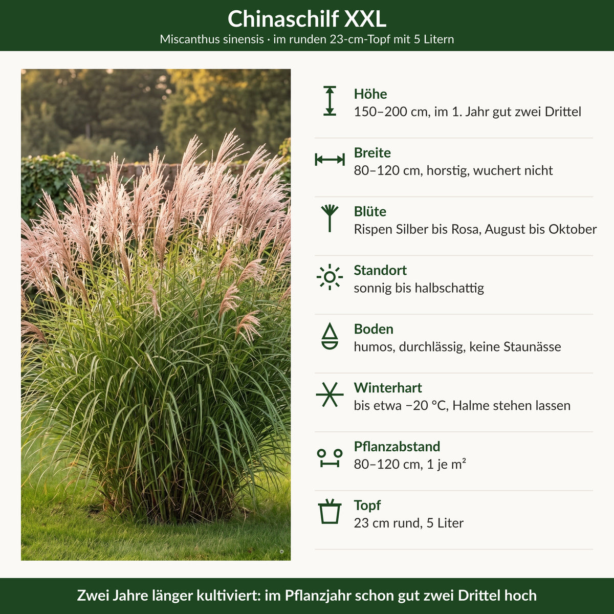 Steckbrief Chinaschilf XXL: Höhe, Breite, Blüte, Standort, Boden, Winterhärte, Pflanzabstand, Topf 23 cm