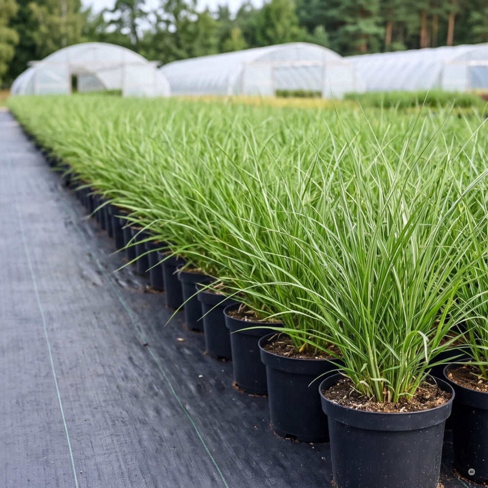 Freilandquartier der Staudengärtnerei: Chinaschilf in runden 23-cm-Töpfen auf Bändchengewebe