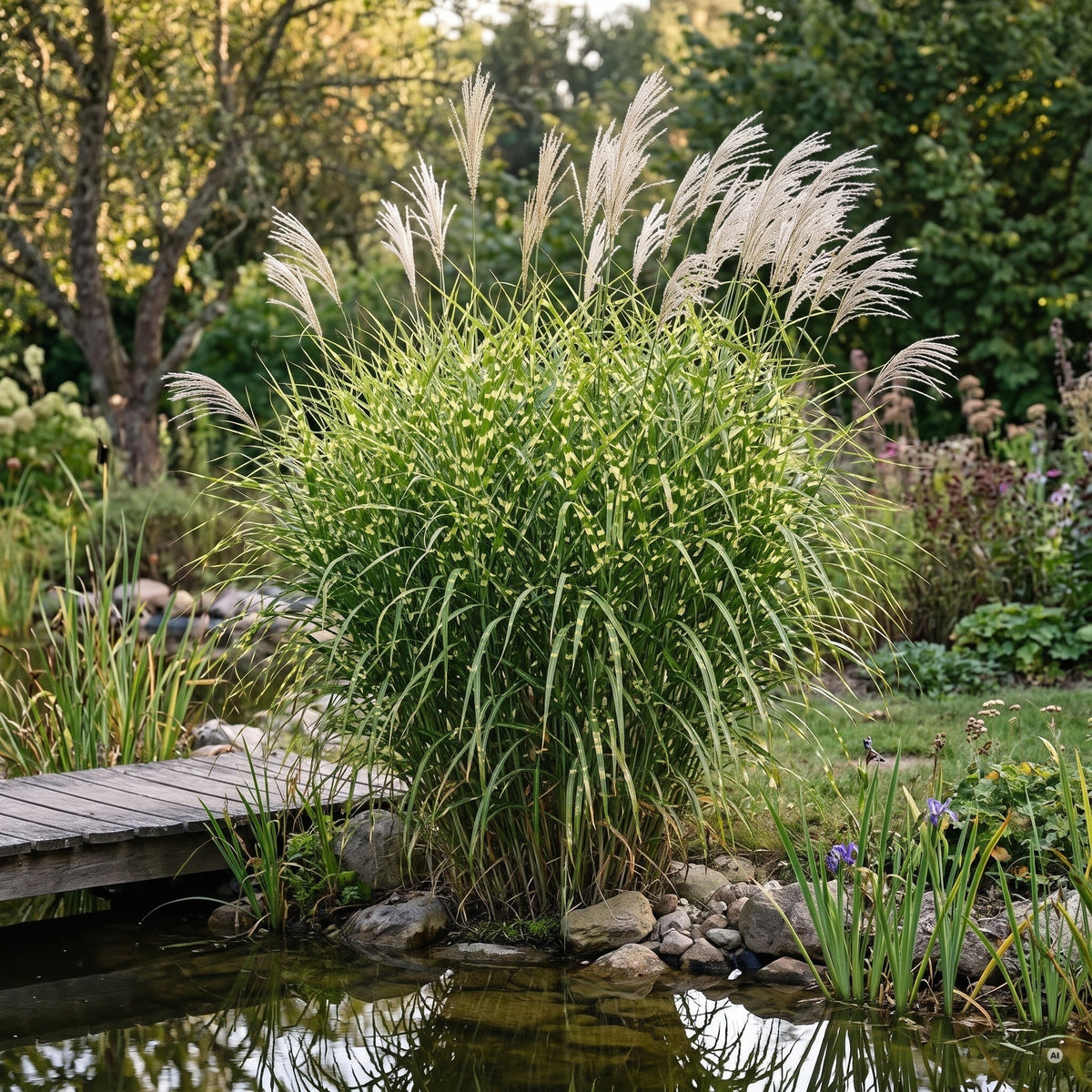 Zebragras 'Zebrinus' mit überhängenden, gelb quergestreiften Blättern als Solitär am Gartenteich