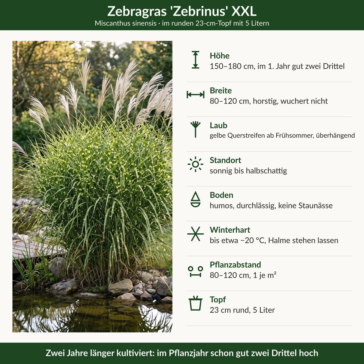 Steckbrief Zebragras 'Zebrinus' XXL: Höhe, Breite, Laub, Standort, Boden, Winterhärte, Pflanzabstand, Topf 23 cm