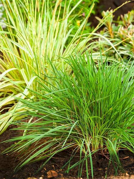 Molinia caerulea 'Igel' / Kleines Pfeifengras