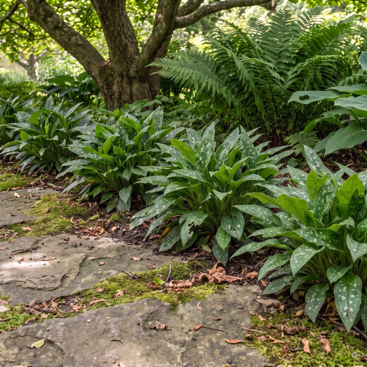 Silberweiß geflecktes Sommerlaub des Lungenkrauts als niedrige Kante an einem Natursteinweg unter einem Baum
