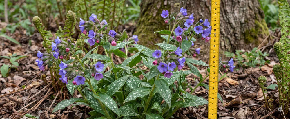 'Mona Blue' in Blüte neben einem Zollstock – etwa 25 cm hoch
