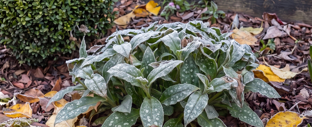 Laubrosette von Lungenkraut 'Mona Blue' im Winter mit Raureif zwischen Falllaub