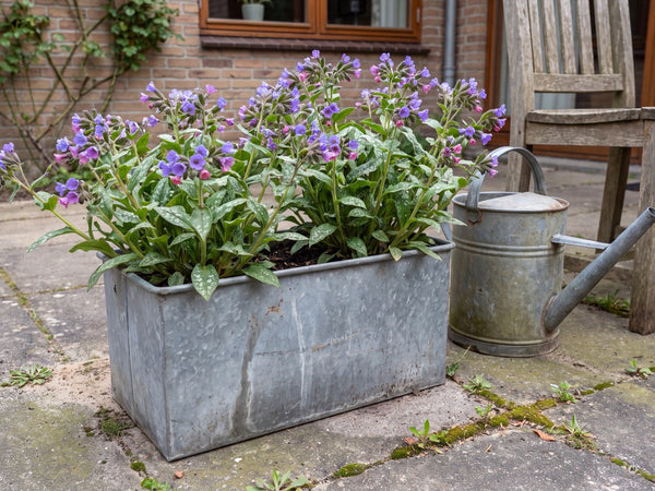 Blühende 'Mona Blue' in einem Zinkkübel auf einer schattigen Terrasse