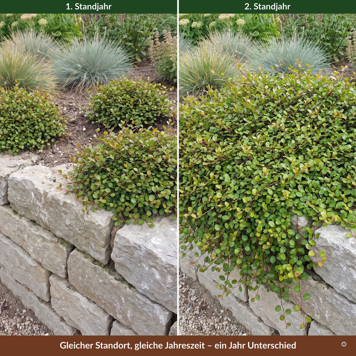 Muehlenbeckia axillaris 'Nana' – Zwerg-Drahtstrauch, Vergleich erstes und zweites Standjahr an derselben Mauer