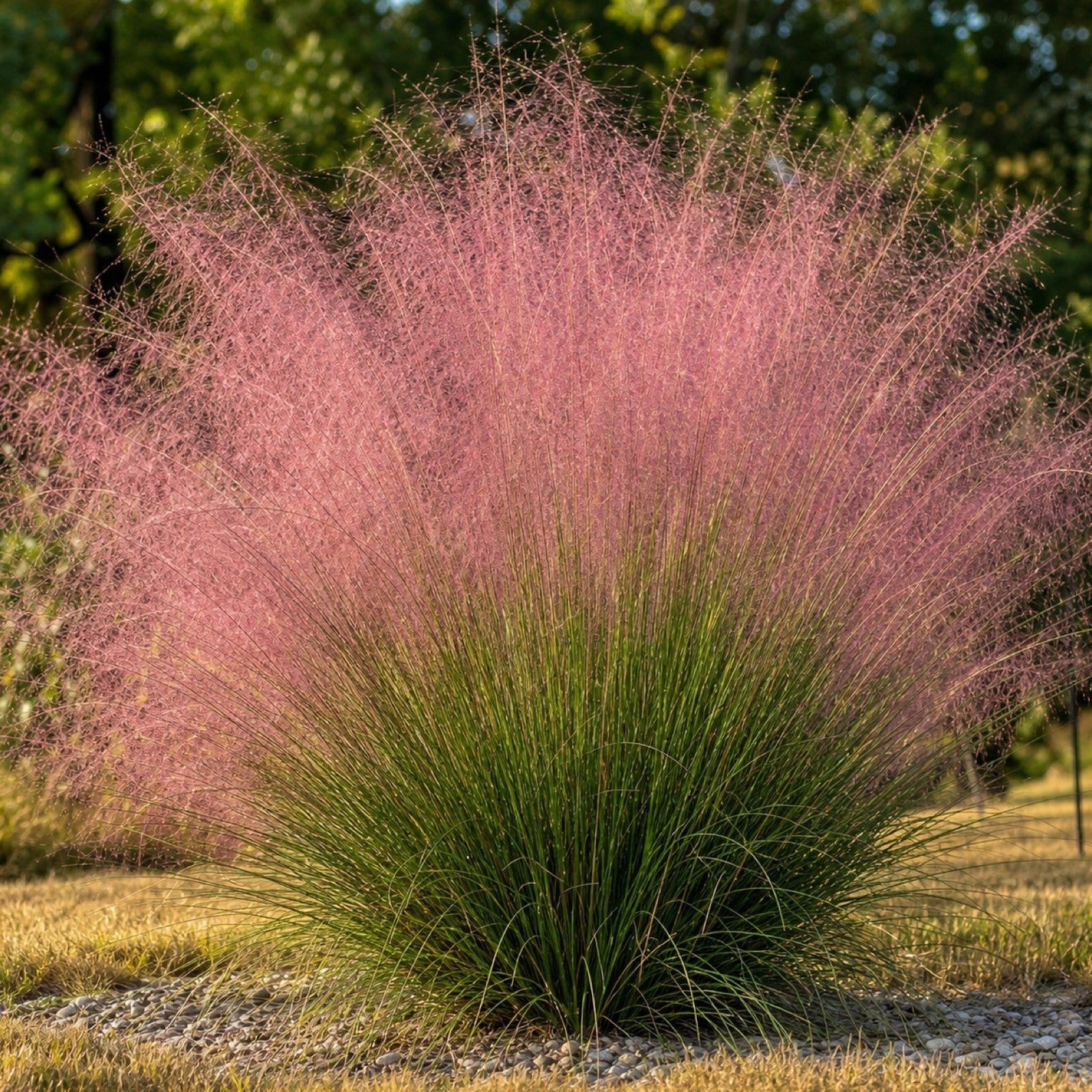 Grosser Solitaerhorst des Rosa Haargrases Muhlenbergia capillaris im Kiesbeet