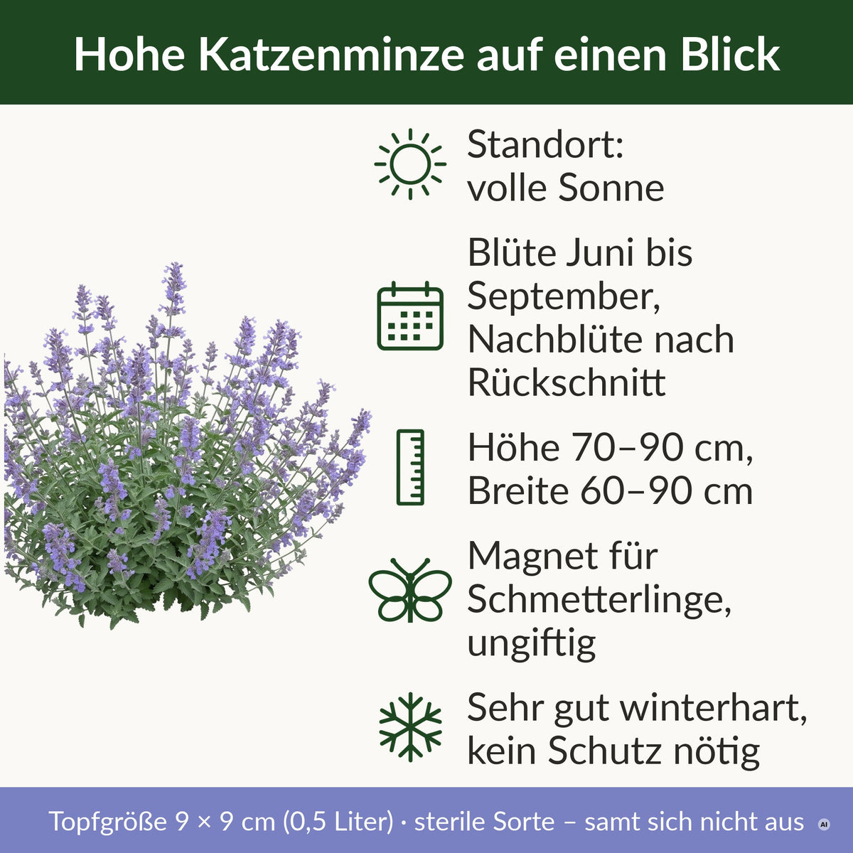 Steckbrief Hohe Katzenminze: volle Sonne, Blüte Juni bis September, 70 bis 90 cm hoch, Magnet für Schmetterlinge, ungiftig, sehr gut winterhart