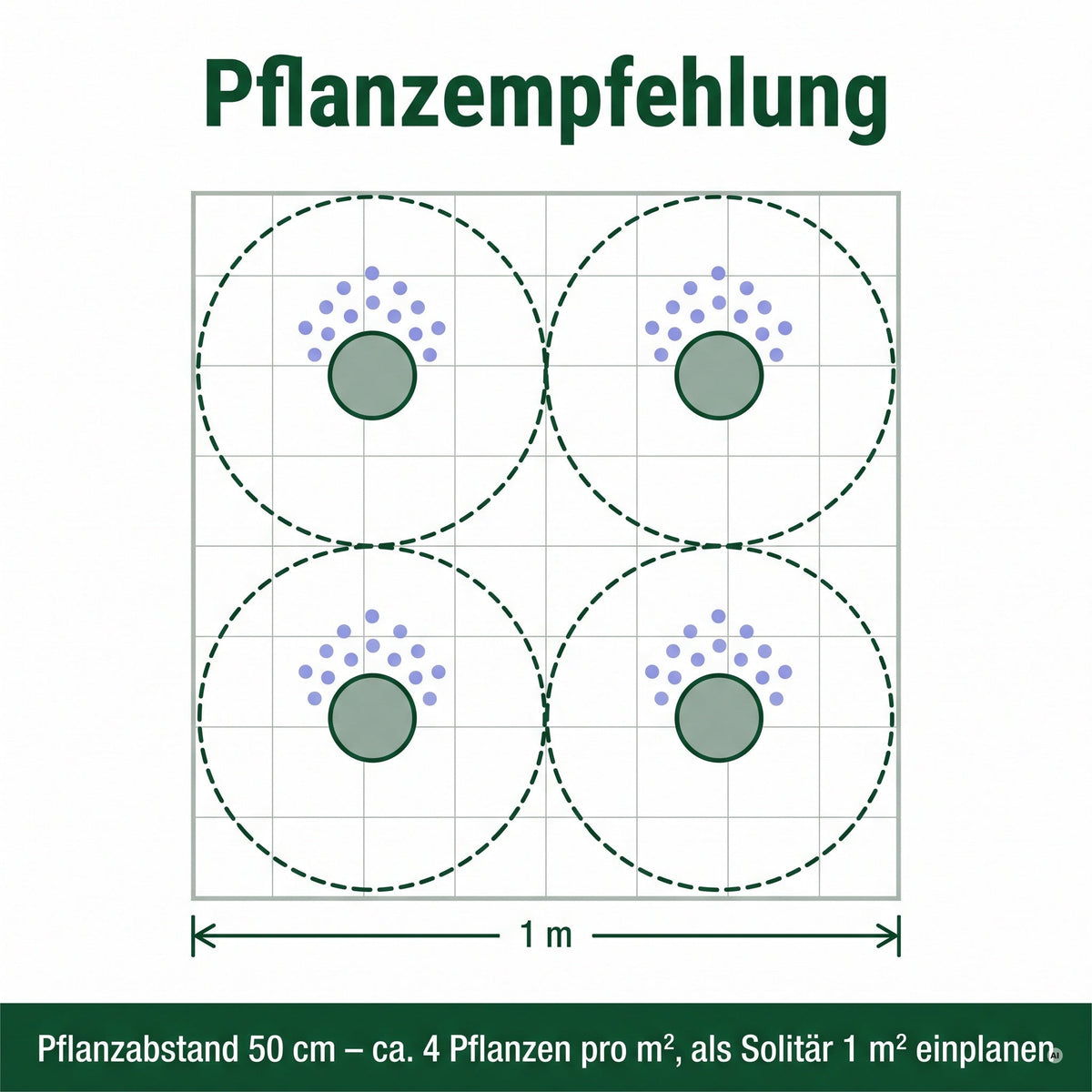 Pflanzempfehlung: 50 cm Pflanzabstand, etwa 4 Pflanzen pro Quadratmeter