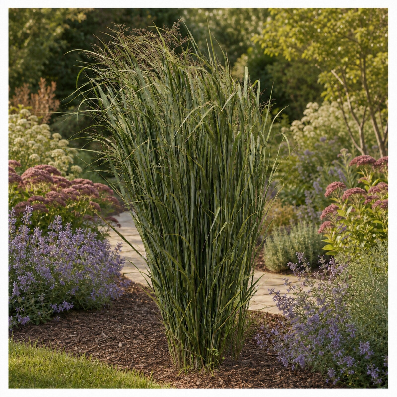 Panicum virgatum 'Northwind' Riesen Rutenhirse als einzelner aufrechter Horst am Gartenweg, blaugrünes Laub