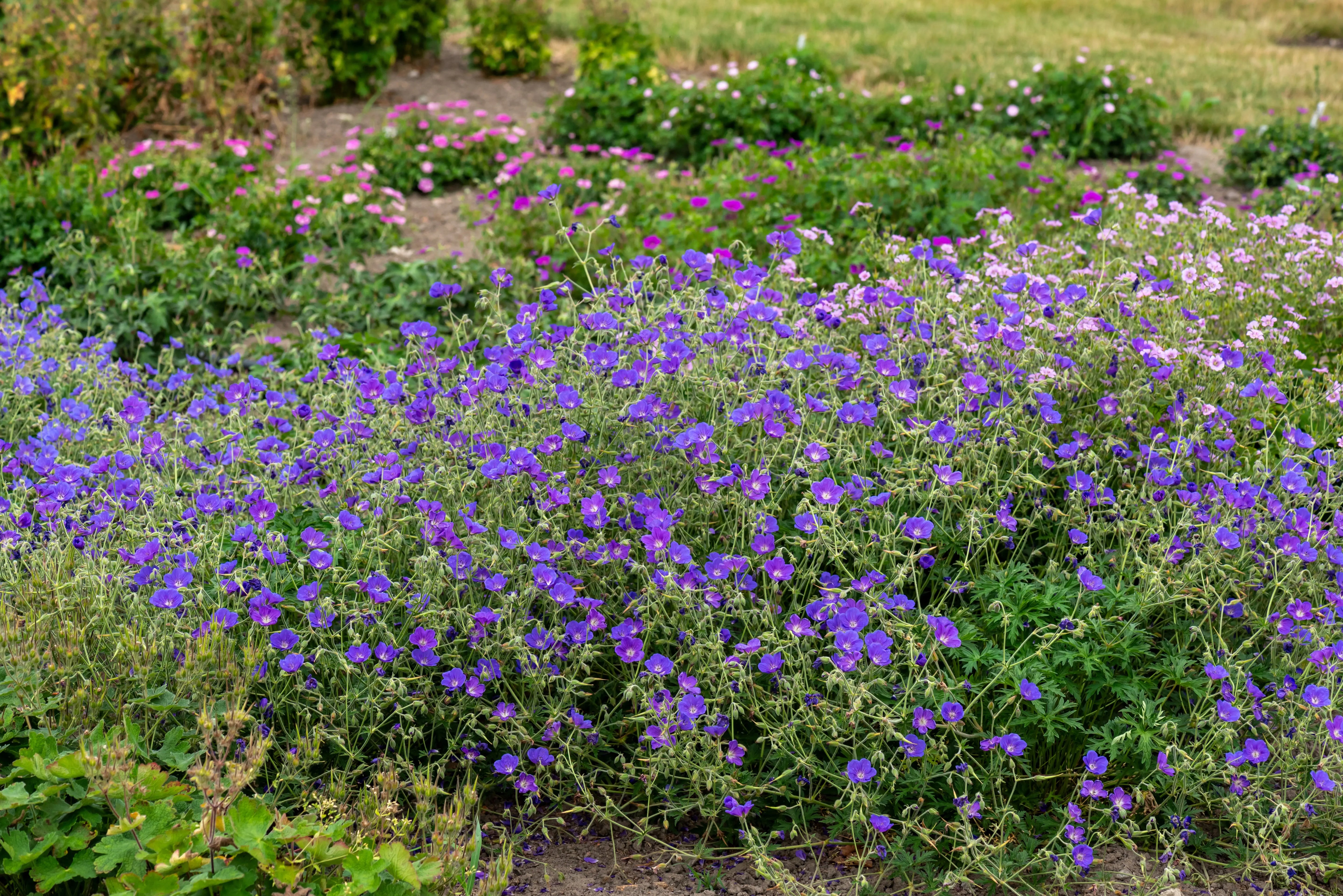 Blaue Blühstaude Geranium pratense 'Orion' vom Gartenpflanzenhersteller Stauden Gänge, detailreiche Nahaufnahme