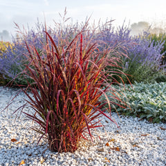 Rutenhirse 'Oxblood Autumn' als einzelner Horst mit tief dunkelrotem Laub und feinen rötlichen Rispen im hellen Kiesbeet vor Blauraute und Wollziest