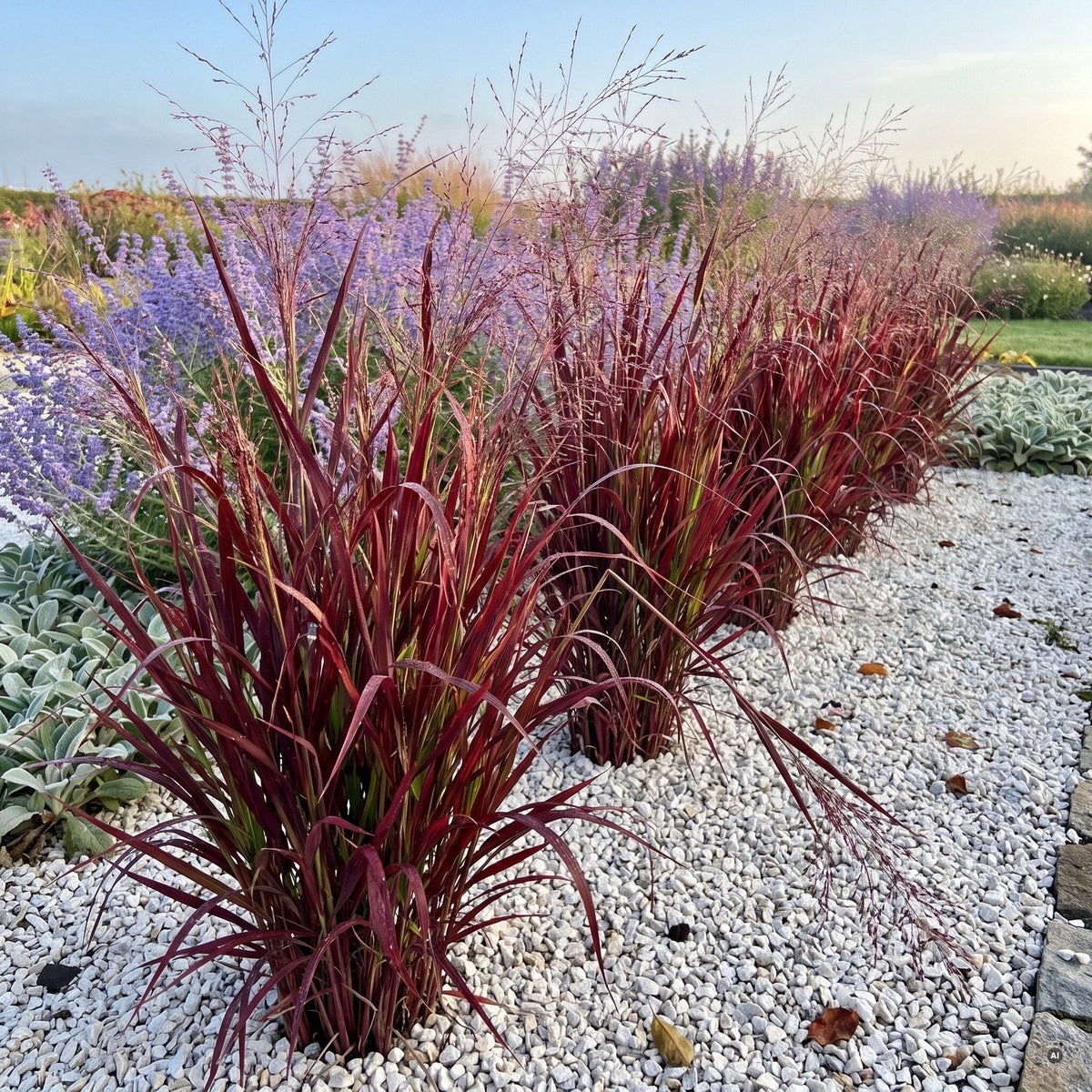 Mehrere Horste 'Oxblood Autumn' in einer Reihe durch ein helles Kiesbeet, dahinter lavendelblaue Blauraute im Morgenlicht
