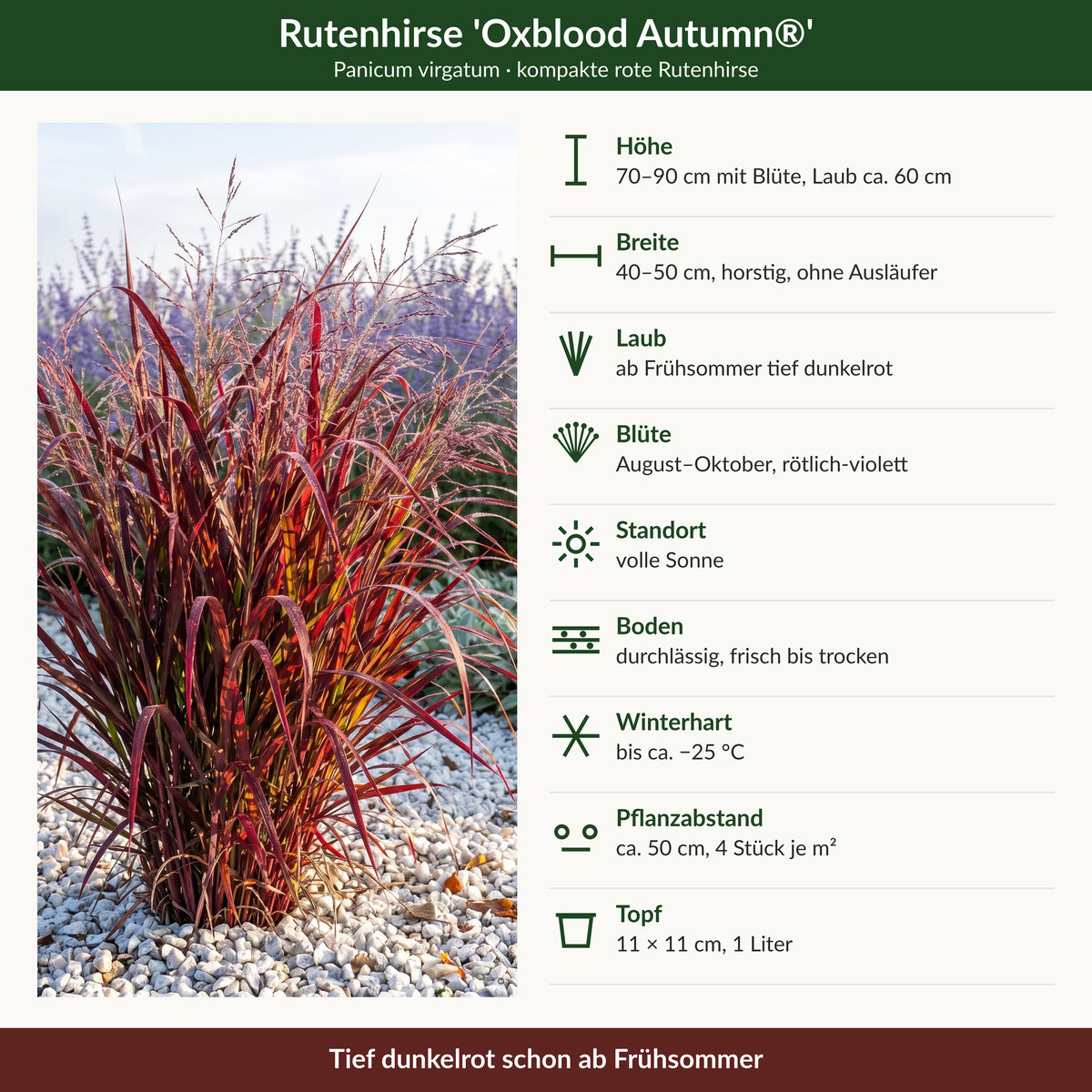 Steckbrief Panicum virgatum 'Oxblood Autumn': Höhe, Breite, Laub, Blüte, Standort, Boden, Winterhärte, Pflanzabstand, Topf