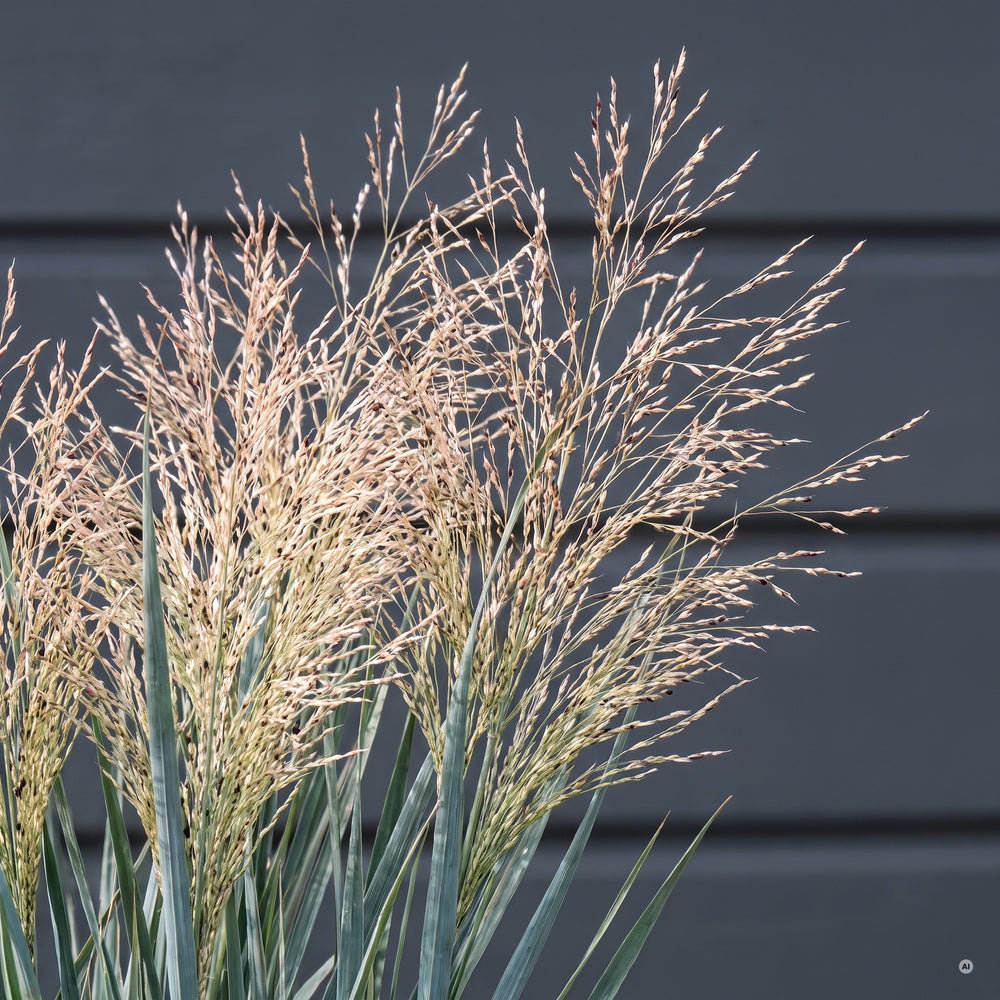 Feine, luftige Rispen mit Rosa-Hauch von Panicum virgatum 'Heavy Metal' im Detail