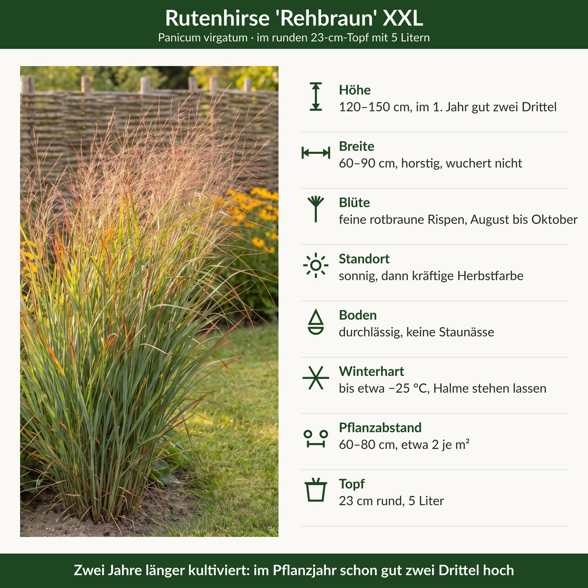 Steckbrief Rutenhirse 'Rehbraun' XXL: Höhe, Breite, Blüte, Standort, Boden, Winterhärte, Pflanzabstand, Topf 23 cm