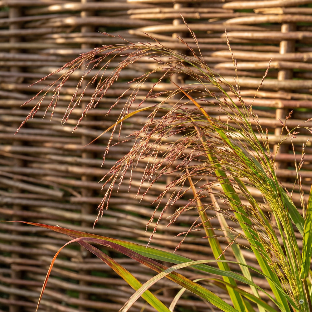 Feine, rotbraun überhauchte Rispen von Panicum virgatum 'Rehbraun' vor einem geflochtenen Weidenzaun