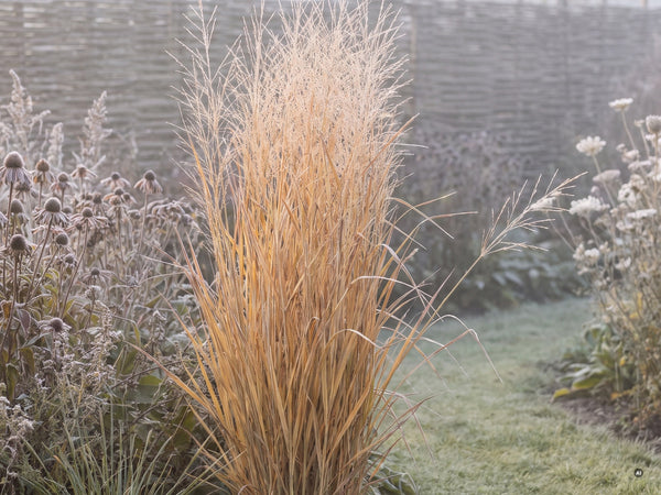 Rutenhirse 'Rehbraun' im Winter mit Raureif am Wiesenpfad