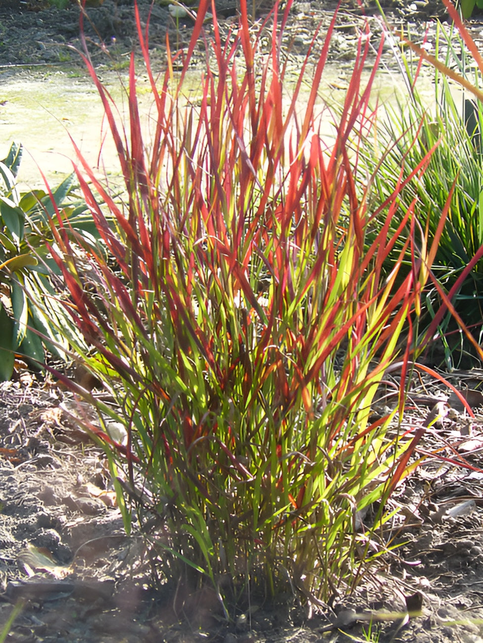 Panicum virgatum 'Sangria' / Rote Rutenhirse