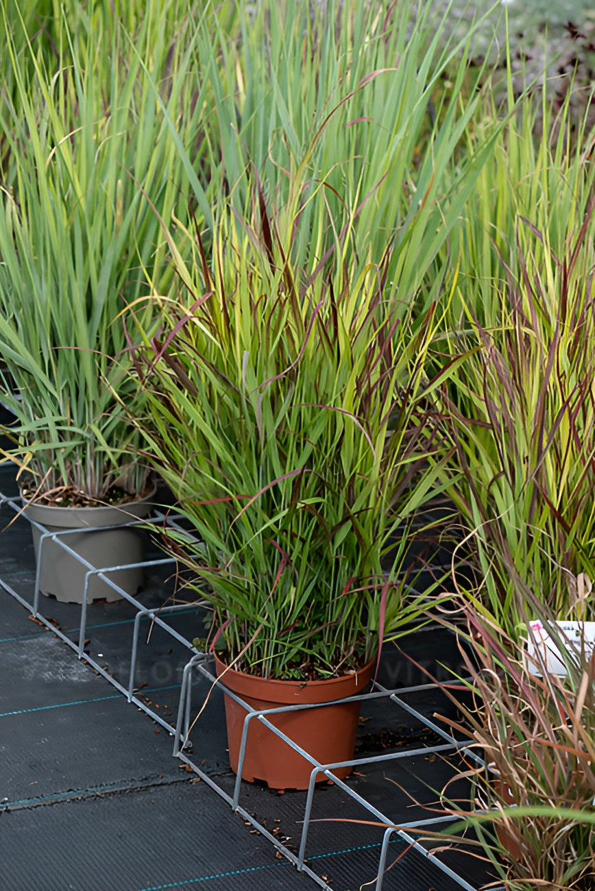 Panicum virgatum 'Sangria' / Rote Rutenhirse