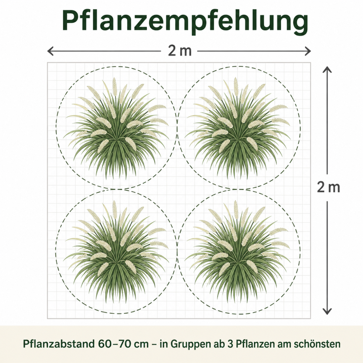 Pflanzempfehlung und Pflanzabstand für Pennisetum alopecuroides