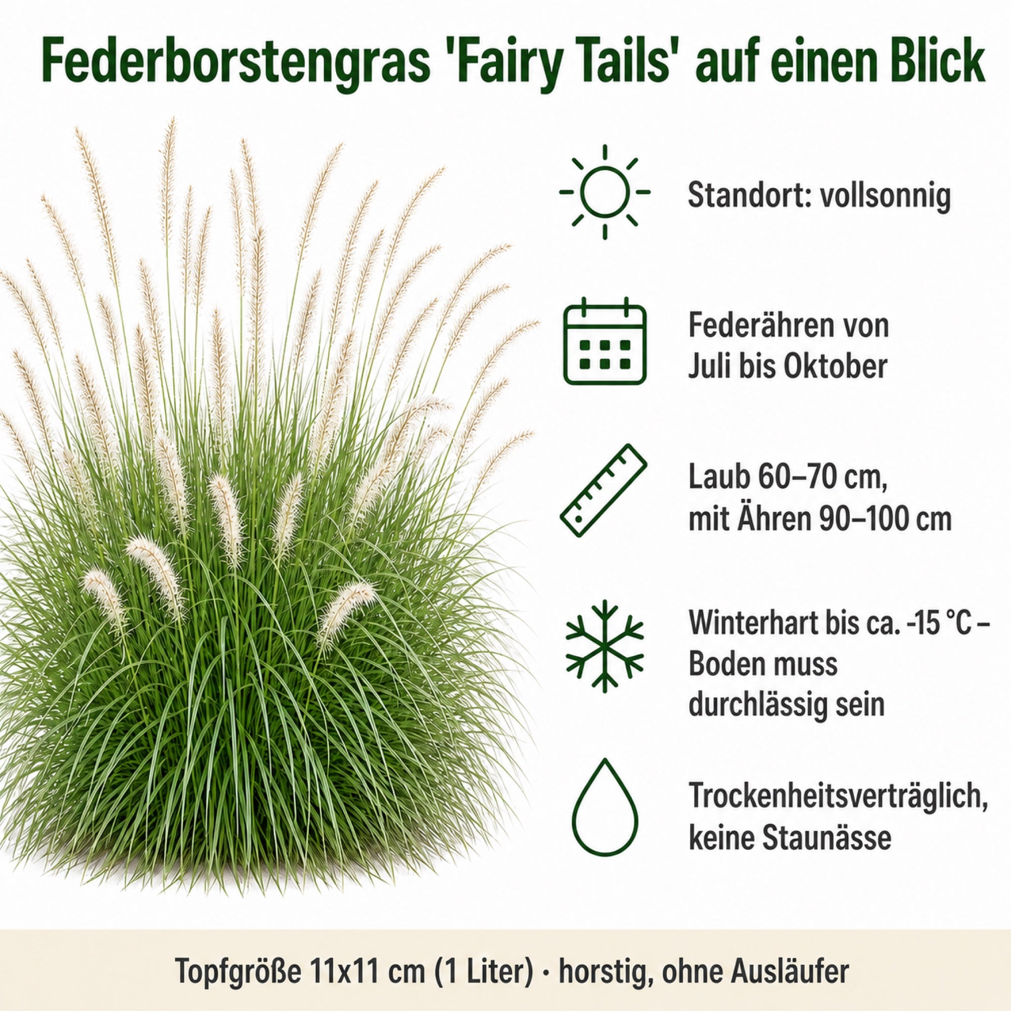 Steckbrief Pennisetum 'Fairy Tails': vollsonnig, Federähren Juli bis Oktober, Laub 60–70 cm, mit Ähren 90–100 cm, winterhart bis ca. −15 °C, Topf 11 × 11 cm
