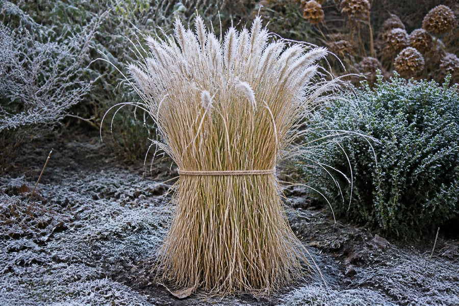 Locker zusammengebundener strohfarbener Horst Lampenputzergras mit Raureif im Winter