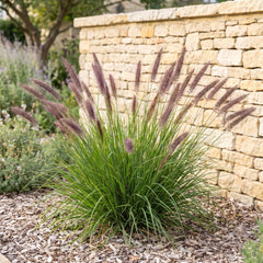 Pennisetum 'Red Head', blühender Horst mit rötlich-violetten Ähren vor einer hellen Kalksteinmauer