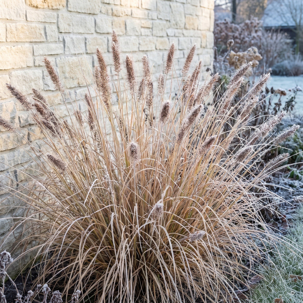 'Red Head' im Winter mit stehenden, strohfarbenen Halmen und Raureif