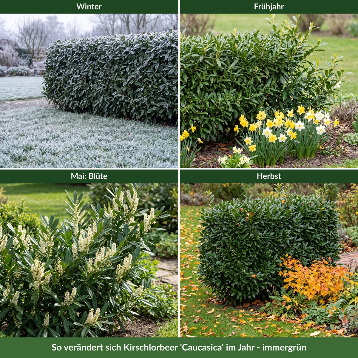 Hecke aus Kirschlorbeer 'Caucasica' im Winter mit Raureif, im Frühjahr, im Mai mit Blütentrauben und im Herbst