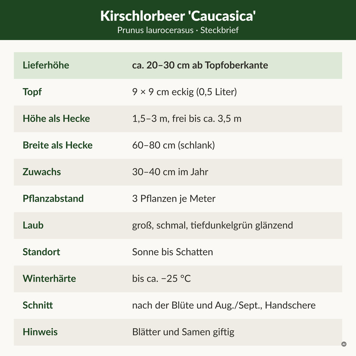 Steckbrief Kirschlorbeer 'Caucasica': Lieferhöhe ca. 20–30 cm ab Topfoberkante, 9 × 9 cm Topf, Hecke 1,5–3 m, frei bis ca. 3,5 m, 60–80 cm breit, 30–40 cm Zuwachs, 3 Pflanzen je Meter, winterhart bis ca. −25 °C, Blätter und Samen giftig
