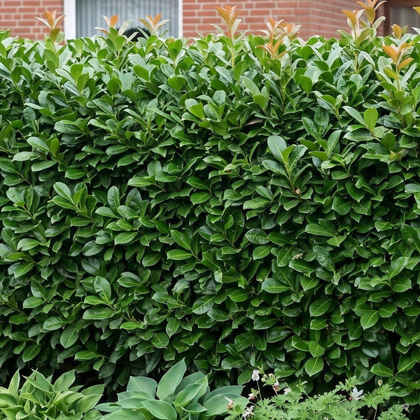 Dichte Hecke aus Kirschlorbeer 'Etna' im Garten