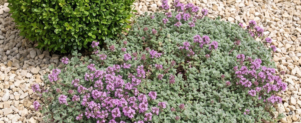 Thymus praecox 'Pseudolanuginosus' - pseudolanuginosus-lp-03
