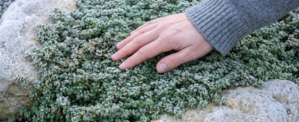 Thymus praecox 'Pseudolanuginosus' - pseudolanuginosus-lp-05