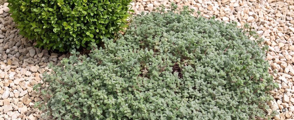 Thymus praecox 'Pseudolanuginosus' - pseudolanuginosus-lp-08