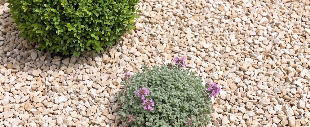 Thymus praecox 'Pseudolanuginosus' - pseudolanuginosus-lp-09