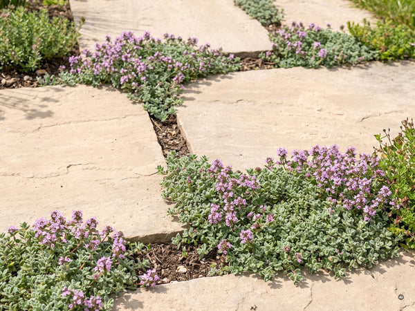 Thymus praecox 'Pseudolanuginosus' - pseudolanuginosus-lp-12