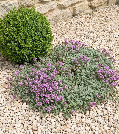 Thymus praecox 'Pseudolanuginosus' - pseudolanuginosus-lp-16