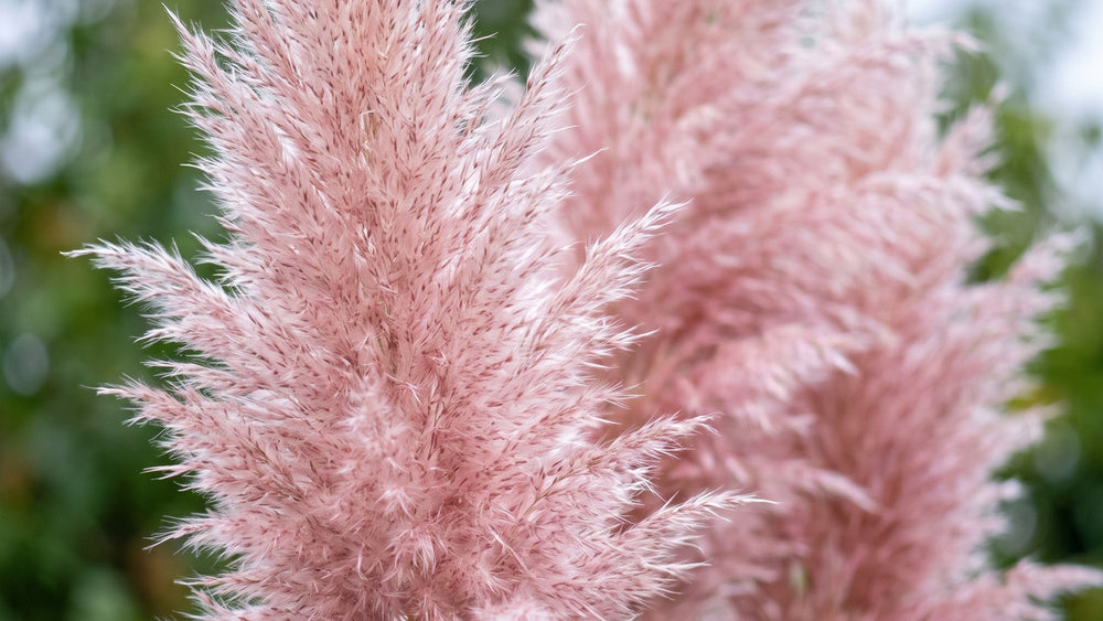 Makro der Blütenwedel von Cortaderia selloana 'Rosea': zartes Altrosa mit silbrig schimmernden Härchen, kein Pink