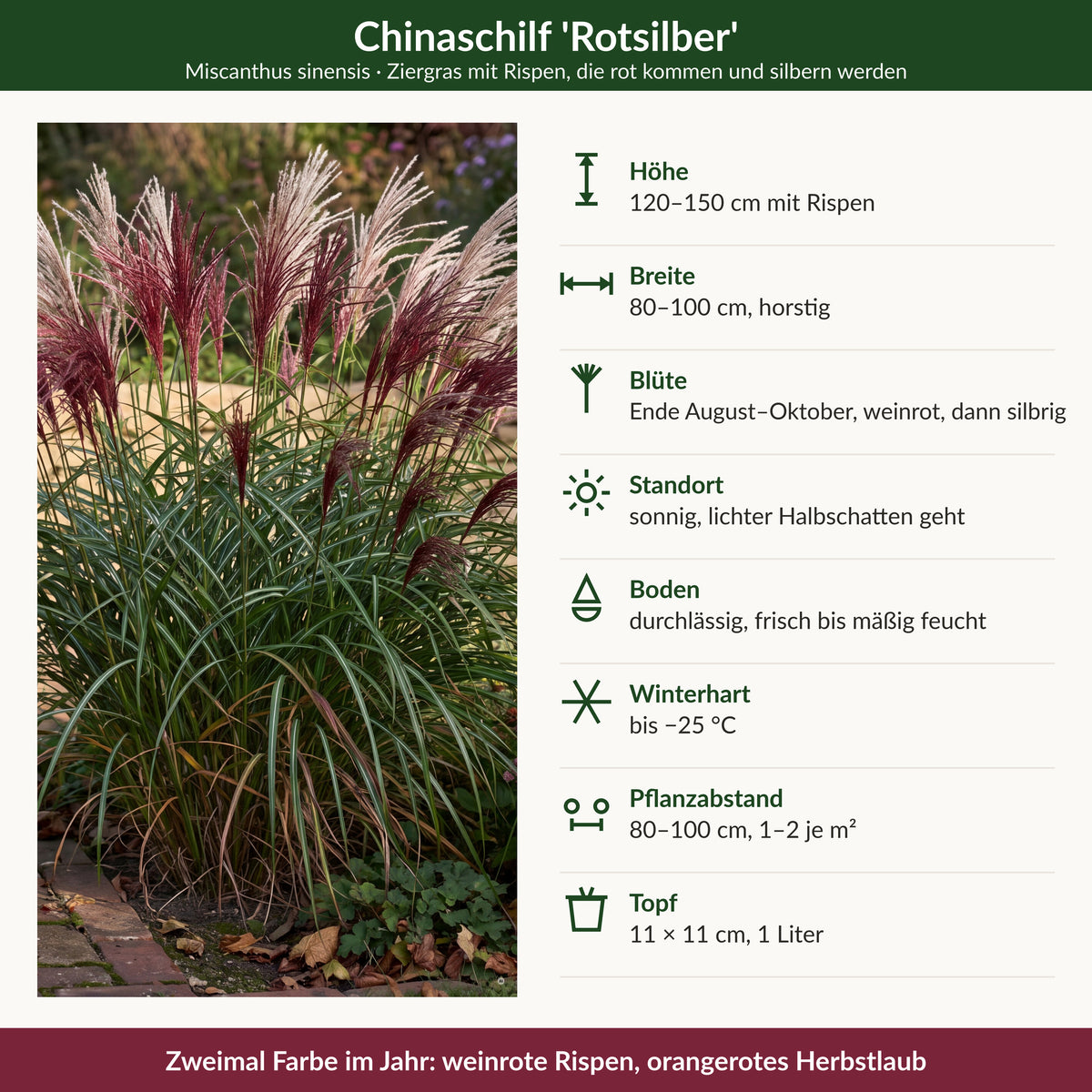 Steckbrief Miscanthus 'Rotsilber': Höhe, Breite, Blüte, Standort, Boden, Winterhärte, Abstand, Topf