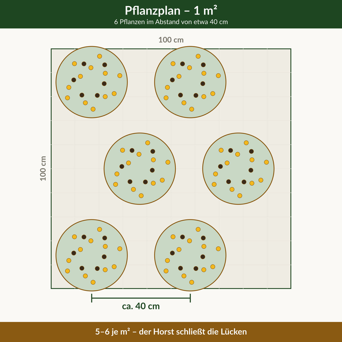 Pflanzplan: 6 Pflanzen 'Goldsturm' je Quadratmeter im Abstand von etwa 40 cm