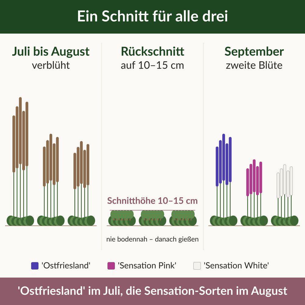Schema: verblüht, Rückschnitt auf 10 bis 15 cm, zweite Blüte im September