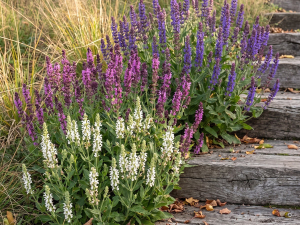 Zweite Blüte der drei Steppensalbeis im September