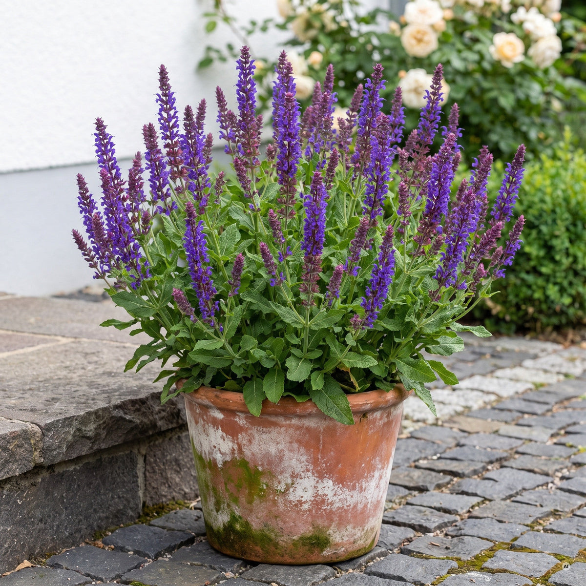 Steppensalbei 'Ostfriesland' in einem alten Terrakottatopf auf Basaltpflaster