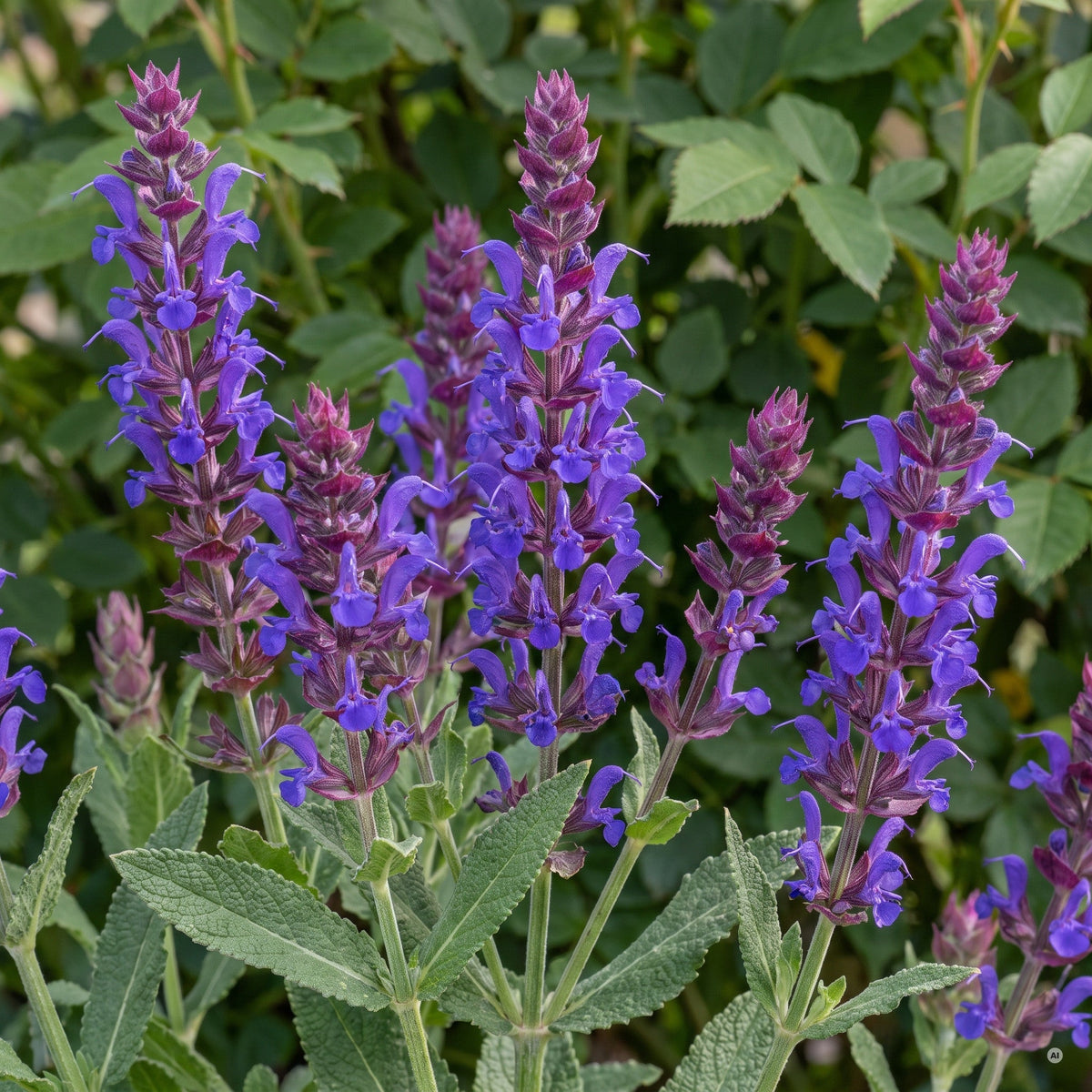 Violettblaue Lippenblüten mit rotvioletten Kelchen von 'Ostfriesland'