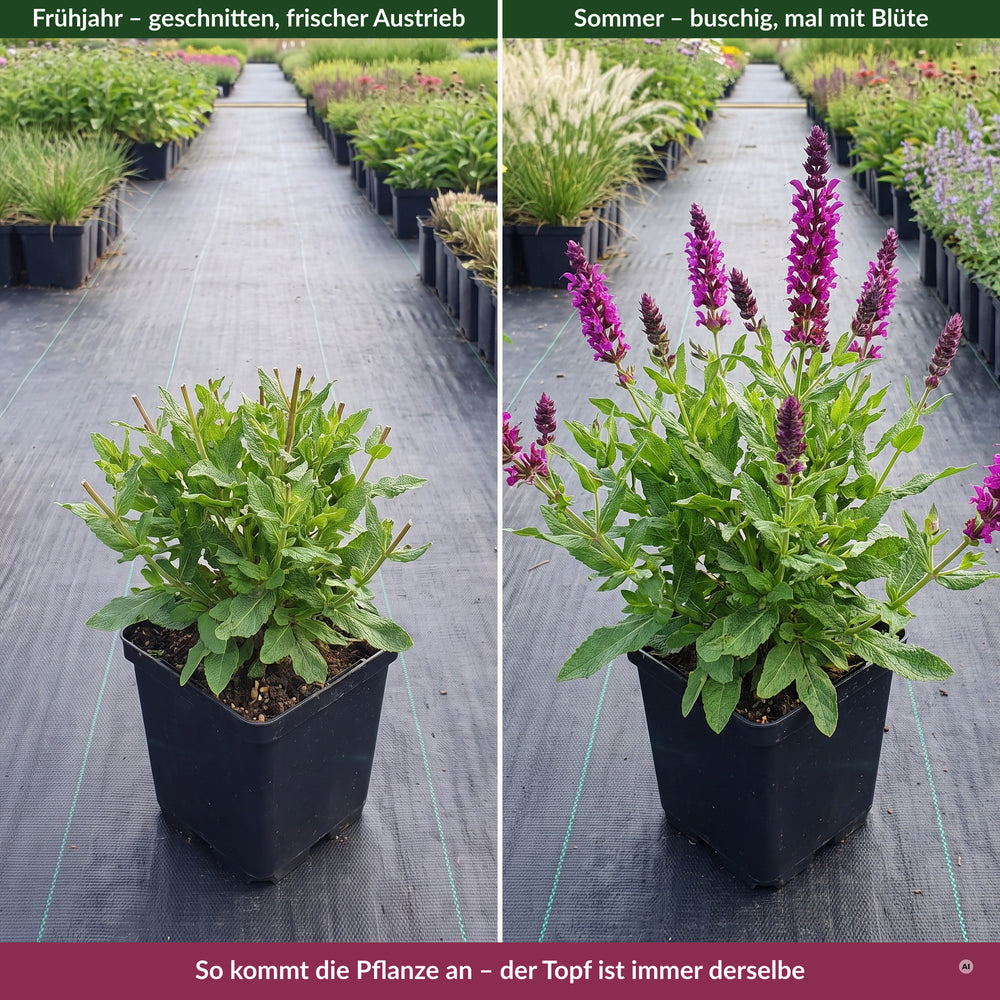 Lieferzustand im 11 x 11 cm Topf im Freilandquartier: links im Frühjahr, rechts im Sommer