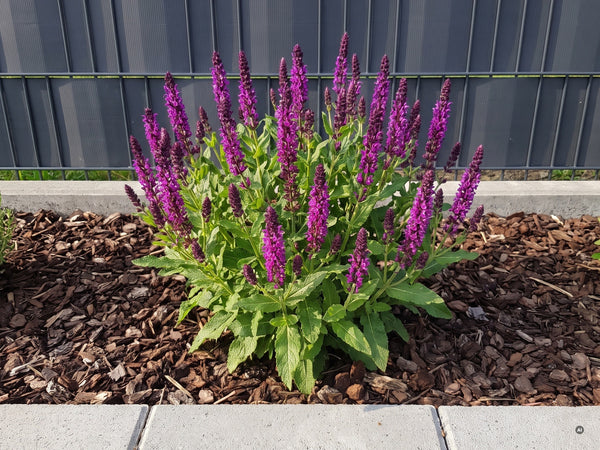 Einzelner Horst 'Sensation Pink' an der Beetkante